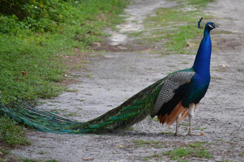 Sigiriya Peacock Homestay Ngoại thất bức ảnh