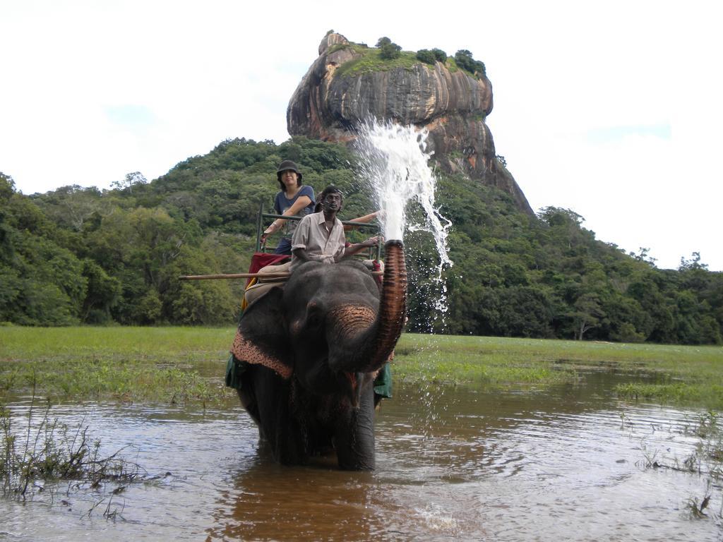 Sigiriya Peacock Homestay Ngoại thất bức ảnh