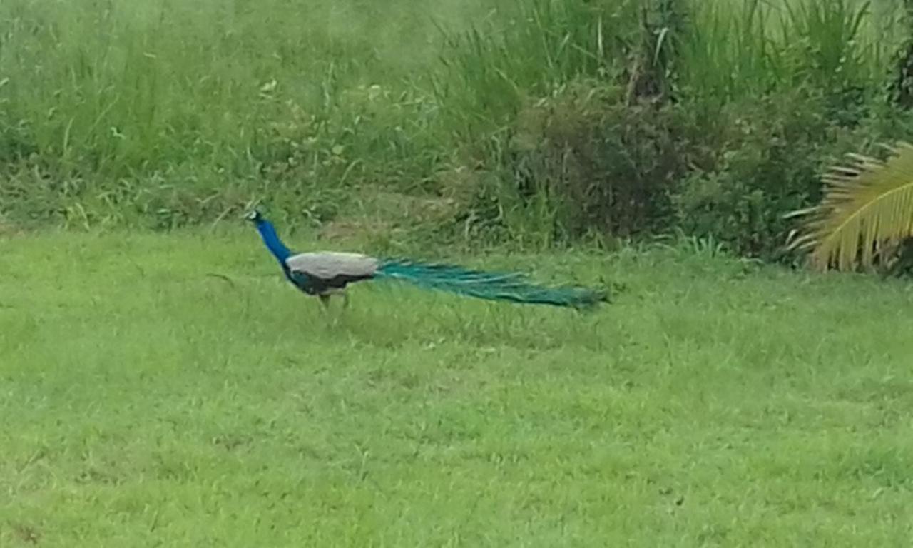Sigiriya Peacock Homestay Ngoại thất bức ảnh
